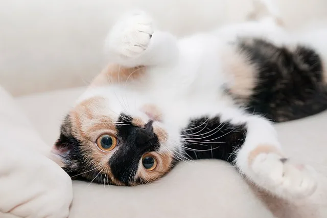 Bellyrubs