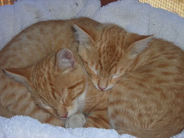 Theodore and Ted Investigate: Regurgitated Classics