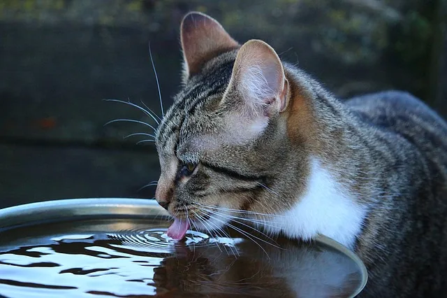 Rainwater in a Trash Can Lid