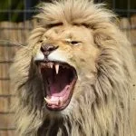 lion 721836 640 e1457709662610
