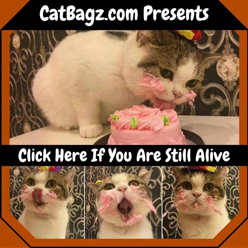 CatBagz.com is Doing a Routine Health Check of its Reader, You