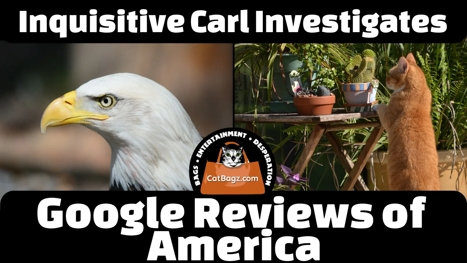 Inquisitive Carl Investigates: Google Reviews of America