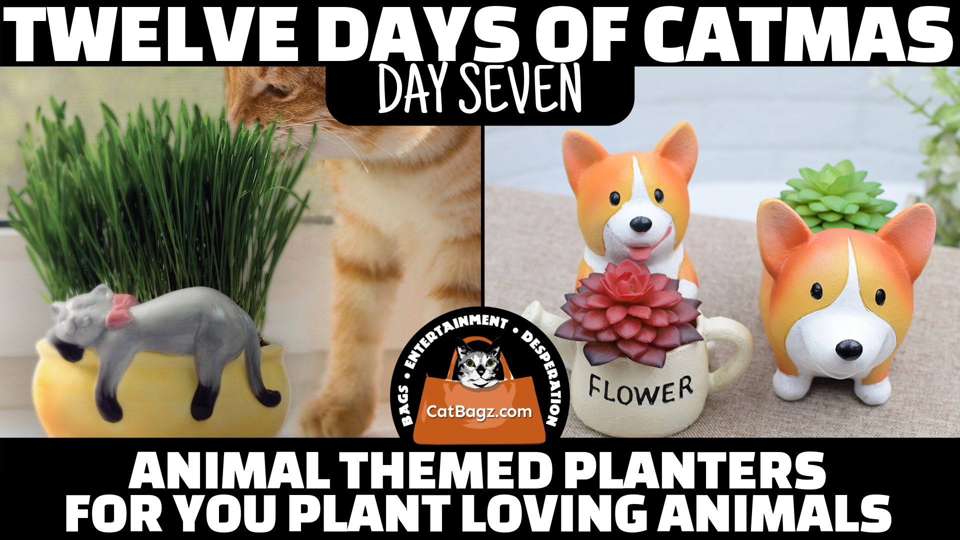 Twelve Days of Catmas - Day 7