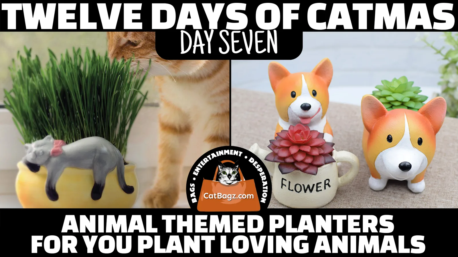 Twelve Days of Catmas - Day 7
