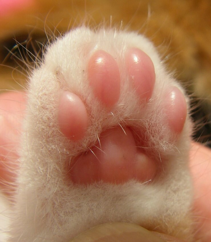 A picture of my hot little toes.
