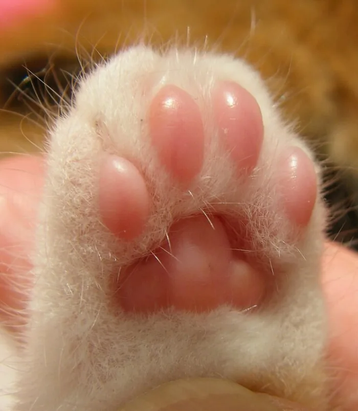 A picture of my hot little toes.