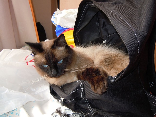 Department of Catland Security TSA Agent Poppy
