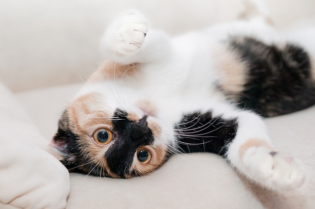 Bellyrubs