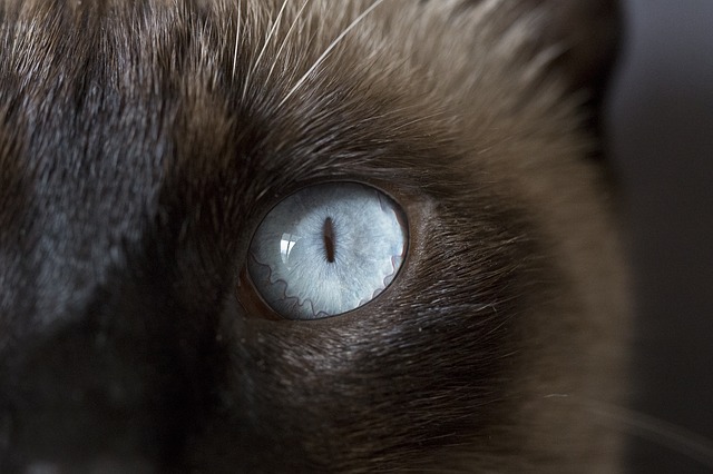 Eurozone Political Crisis is a Big Topic Among Feline Ex-Patriots.
