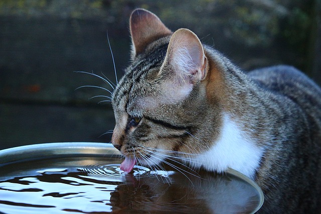 Rainwater out of a trash can lid is an outdoor cat delicacy.