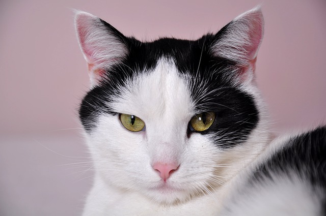 Rutherford J. Catz cannot believe they let the Puppy Bowl on television again this year.