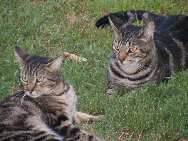 Ted and Theodore Investigate: Panamanian Papers And You