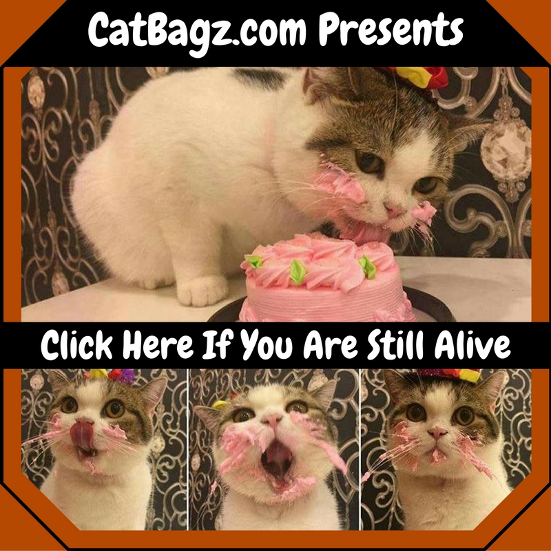 CatBagz.com does a health check on their readers.