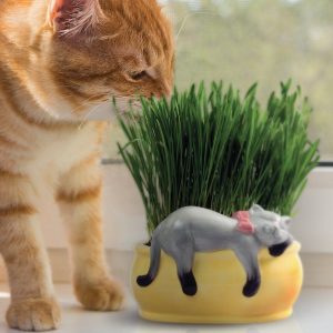 CatBagz.com Presents - Twelve Days of Catmas - Day Seven - Cat planters for your cat nip so your cat has something to huff as much as you.