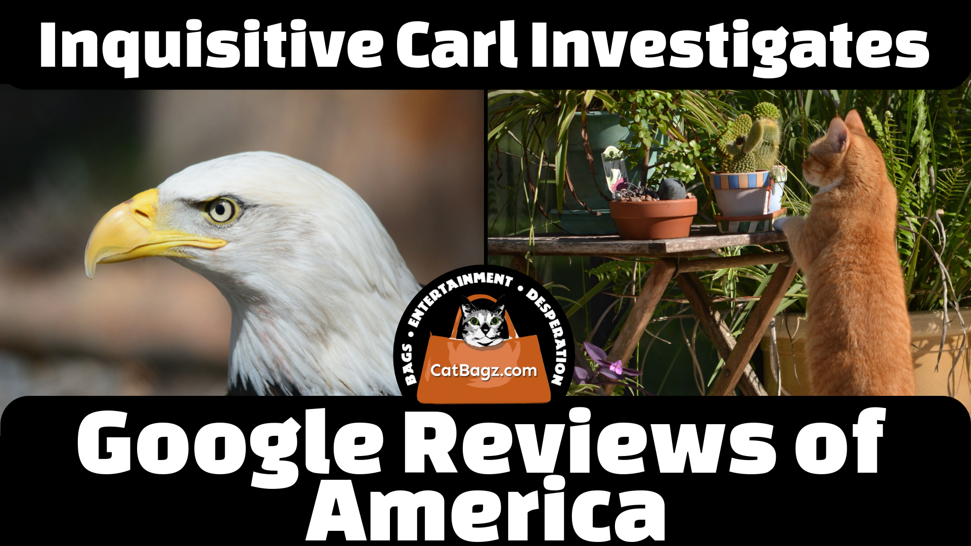 Inquisitive Carl Investigates Google Reviews of America
