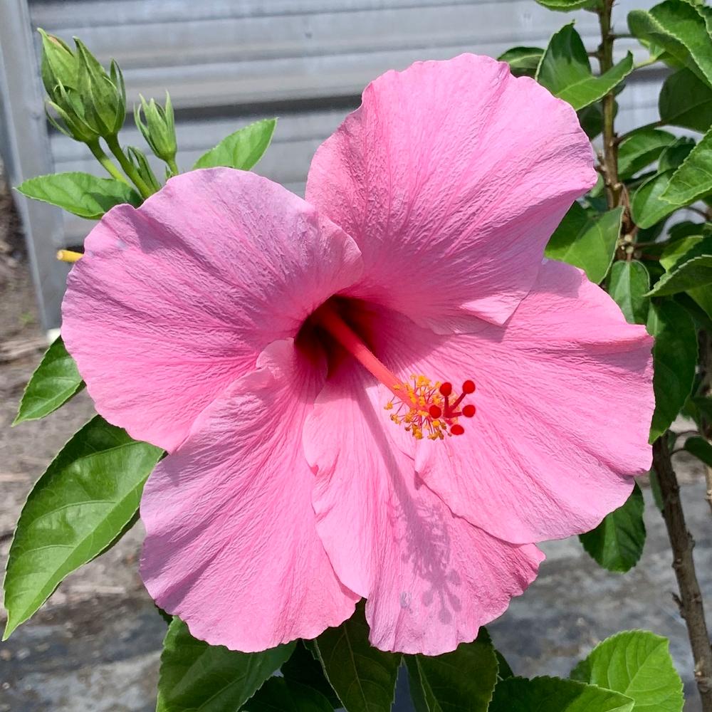 Preparing Yourself for the Worst Season: Spring - Erect Flower